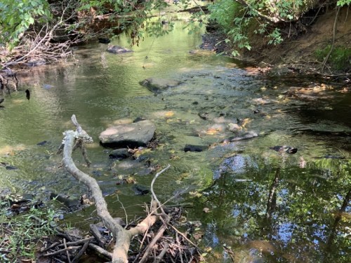 A serene creek with smooth stones, surrounded by lush greenery and reflections on the water's surface.