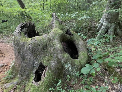 A moss-covered tree stump with hollowed openings, surrounded by lush green foliage in a forest setting.