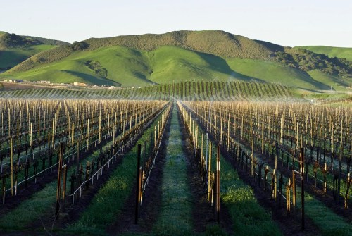 A scenic vineyard with rows of grapevines stretching towards rolling green hills under a clear sky.