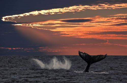 A whale's tail splashes in the ocean at sunset, with dramatic clouds and rays of light in the sky.