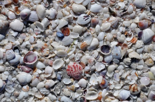 A close-up of a sandy beach covered in a variety of colorful seashells and small fragments.