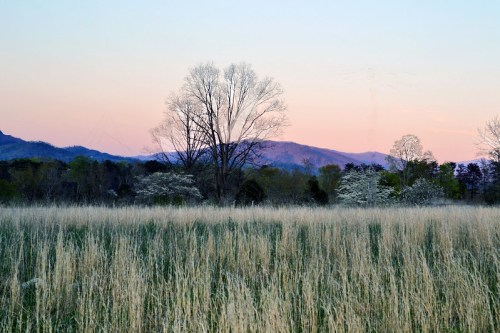 A serene landscape featuring tall grass, a bare tree, and distant mountains under a pastel sky at dusk.