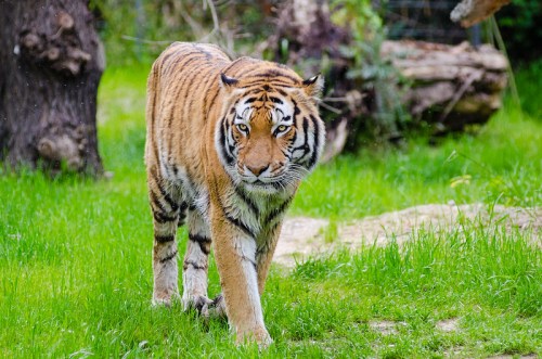 A tiger walking through lush green grass, with trees and logs in the background.