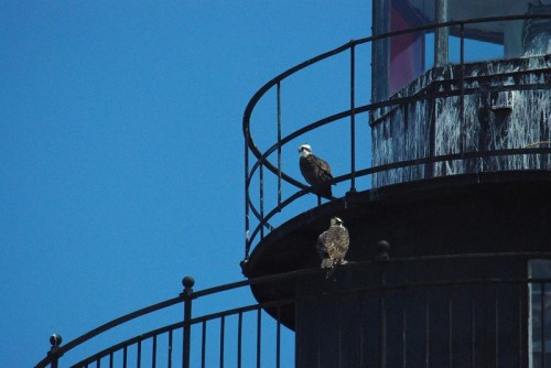 Two eagles perched on the railing of a lighthouse against a clear blue sky.