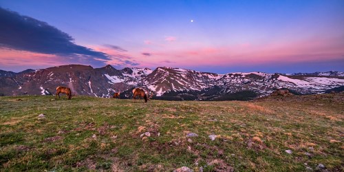 Two elk graze on a grassy hillside with snow-capped mountains and a colorful sunset in the background.