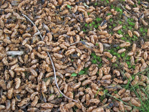 A dense layer of shed insect exoskeletons scattered on the ground, surrounded by green grass and twigs.