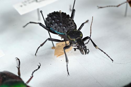 Close-up of a black beetle specimen with iridescent blue highlights, displayed on a white background.