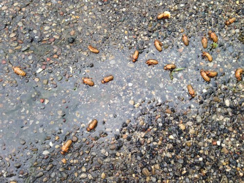A group of brown insects on a wet, pebbled surface, with some water puddles nearby.