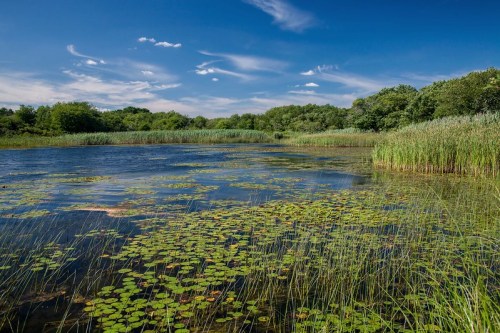 A serene wetland scene with lily pads on the water, surrounded by lush greenery and a blue sky with wispy clouds.