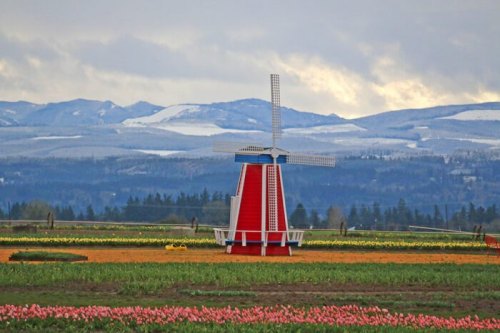 A colorful windmill stands in a tulip field with snow-capped mountains in the background under a cloudy sky.