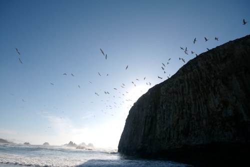 Silhouette of a rocky coastline with numerous birds flying against a clear blue sky.