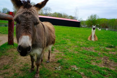 A donkey in the foreground and a llama sitting in the background on a grassy field.