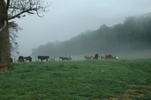 A misty landscape with several horses grazing in a green field, surrounded by trees and hills in the background.