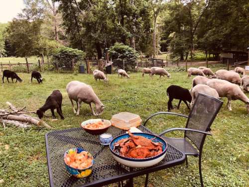 A picnic table with food in the foreground, while sheep graze in a lush green field in the background.