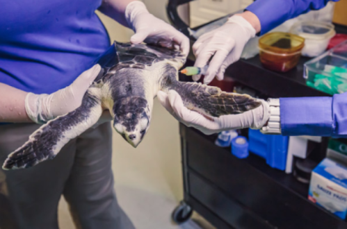 Two people in gloves hold a sea turtle, preparing to administer treatment in a clinical setting.