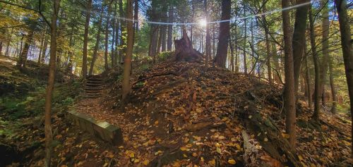 A sunlit forest scene with a hill covered in fallen leaves and trees, featuring a wooden bench and steps.