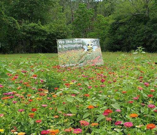 A colorful field of flowers with a sign that says "We like bees & pollinators" featuring a cartoon bee.