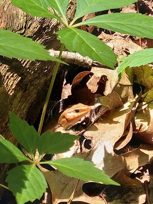 A small brown snake partially hidden among leaves and twigs, surrounded by green foliage in a natural setting.