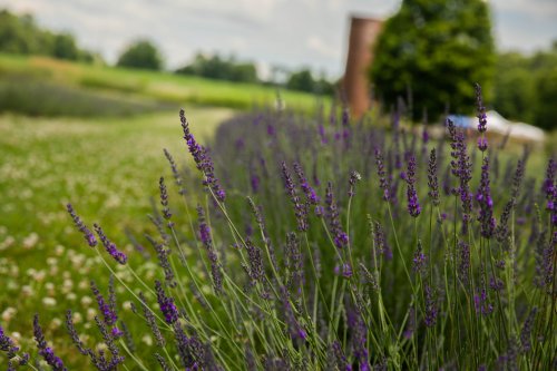A field of blooming lavender with purple flowers, set against a green landscape and cloudy sky.