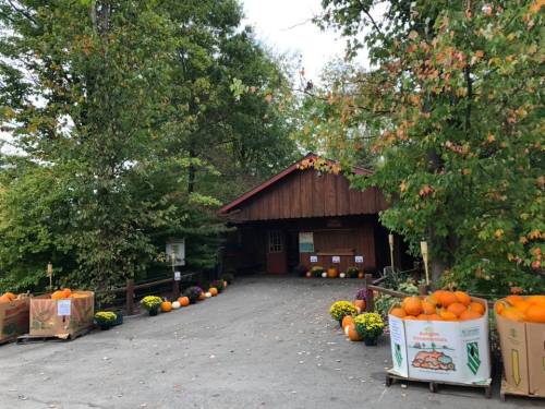 A rustic wooden building surrounded by trees, with pumpkins and flowers displayed outside.