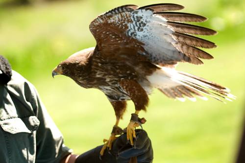 A hawk with outstretched wings perched on a person's gloved hand, showcasing its feathers and sharp talons.