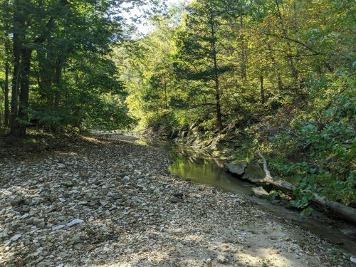 A serene forest scene with a rocky riverbed and a calm stream surrounded by lush green trees.
