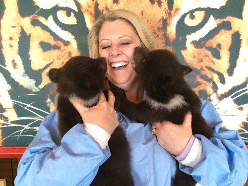 A woman in a blue shirt smiles while holding two playful bear cubs against a tiger mural backdrop.