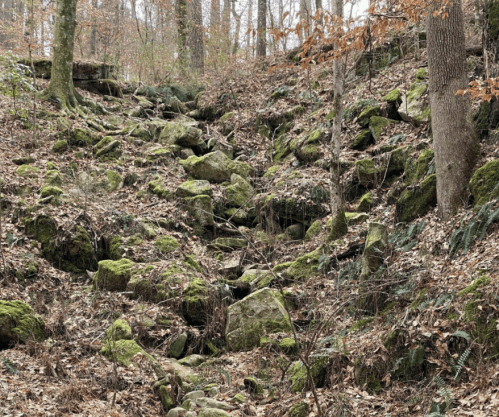 A forested area with moss-covered rocks and fallen leaves, surrounded by trees in a natural setting.