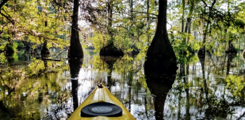 A yellow kayak glides through a serene, tree-lined swamp with reflections on the calm water.