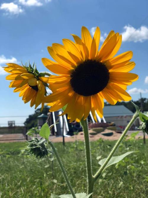 Two vibrant sunflowers with bright yellow petals and dark centers, set against a blue sky and green grass.