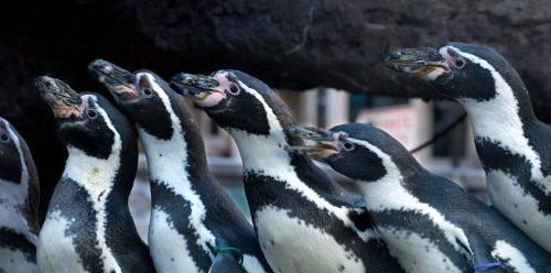 A group of penguins standing closely together, facing forward with their beaks open, against a dark background.