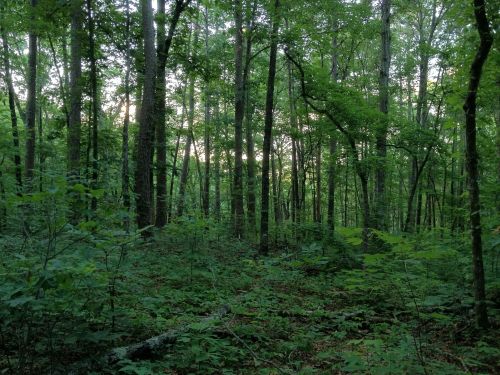 A dense forest with tall trees and lush green foliage, illuminated by soft light in the background.