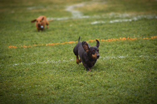 Two dogs running on a grassy field, one in the foreground with floppy ears and the other blurred in the background.