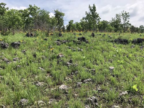 A grassy hillside dotted with rocks and wildflowers under a cloudy sky, surrounded by trees.