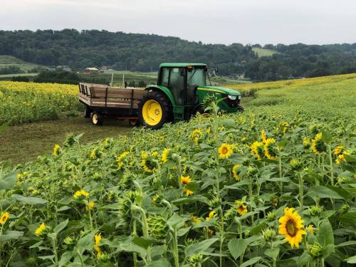 A green tractor parked in a field of sunflowers, with rolling hills in the background under a cloudy sky.