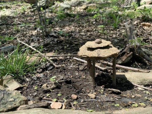 A small mushroom resembling a table, with a flat top and two slender stems, surrounded by soil and greenery.