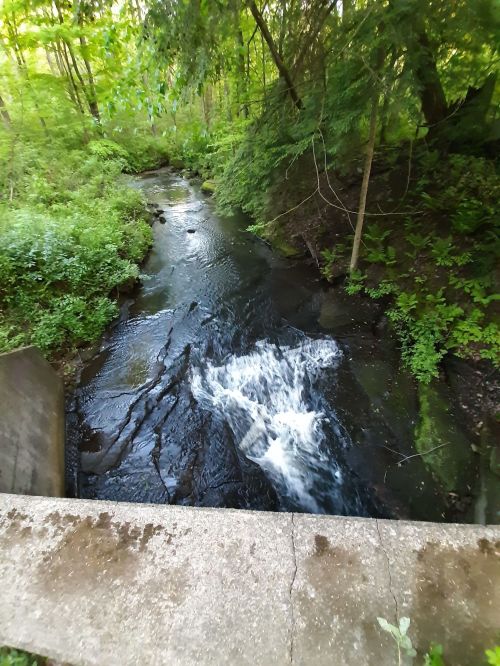 A serene stream flows through a lush green forest, with rocks and ferns lining the banks.