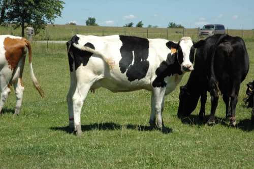 A black and white cow stands in a grassy field, with other cows grazing nearby and a truck in the background.