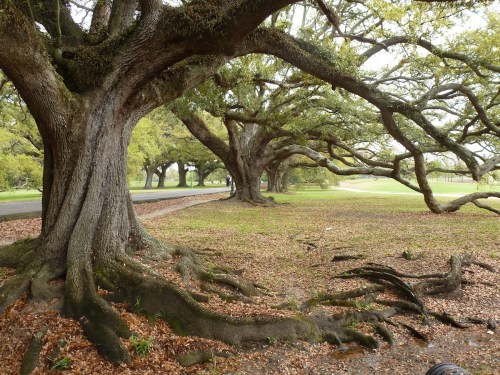 A serene park scene featuring large, sprawling trees with thick trunks and roots, surrounded by fallen leaves.