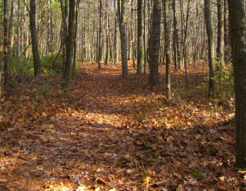 A serene forest path covered in fallen leaves, surrounded by tall trees in autumn.