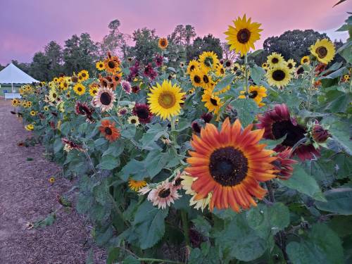 A vibrant field of sunflowers in various colors, with a pink and purple sky in the background.