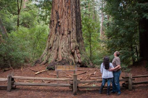 A couple gazes up at a towering redwood tree in a lush forest, with a wooden fence and sign nearby.