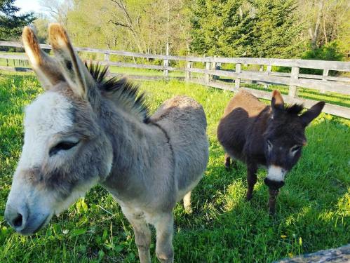 Two donkeys stand in a grassy field near a wooden fence, surrounded by trees. One is light gray, the other is dark brown.