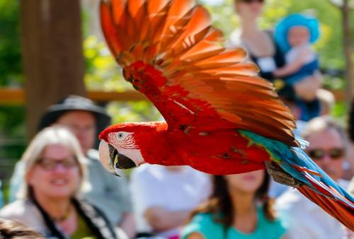 A vibrant red parrot in flight, with a blurred audience watching in the background.