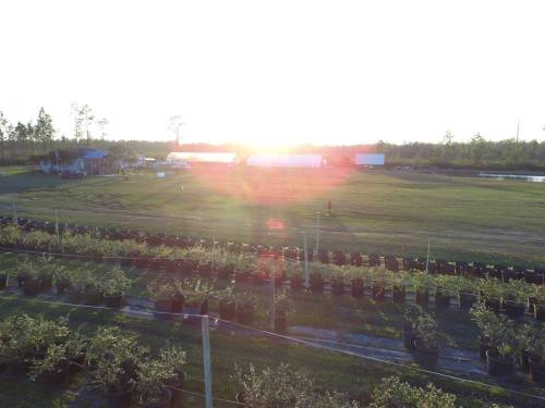 A sunlit farm scene with rows of potted plants, a house, and green fields under a clear sky.