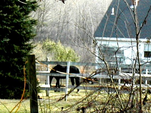 A black horse stands near a wooden fence in a rural area, with a house and trees in the background.