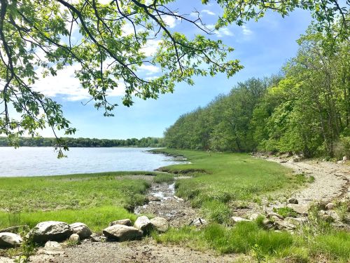 A serene lakeside scene with green grass, trees, and a clear blue sky, featuring a rocky shoreline.