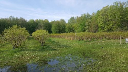 Lush green landscape with rows of bushes, surrounded by trees and a small puddle reflecting the sky.
