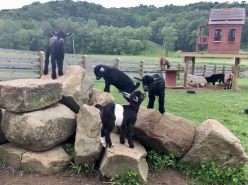 A group of playful goats climbing on rocks in a green pasture with a barn and other animals in the background.