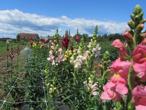A vibrant field of snapdragon flowers in various colors under a blue sky, with a barn in the background.